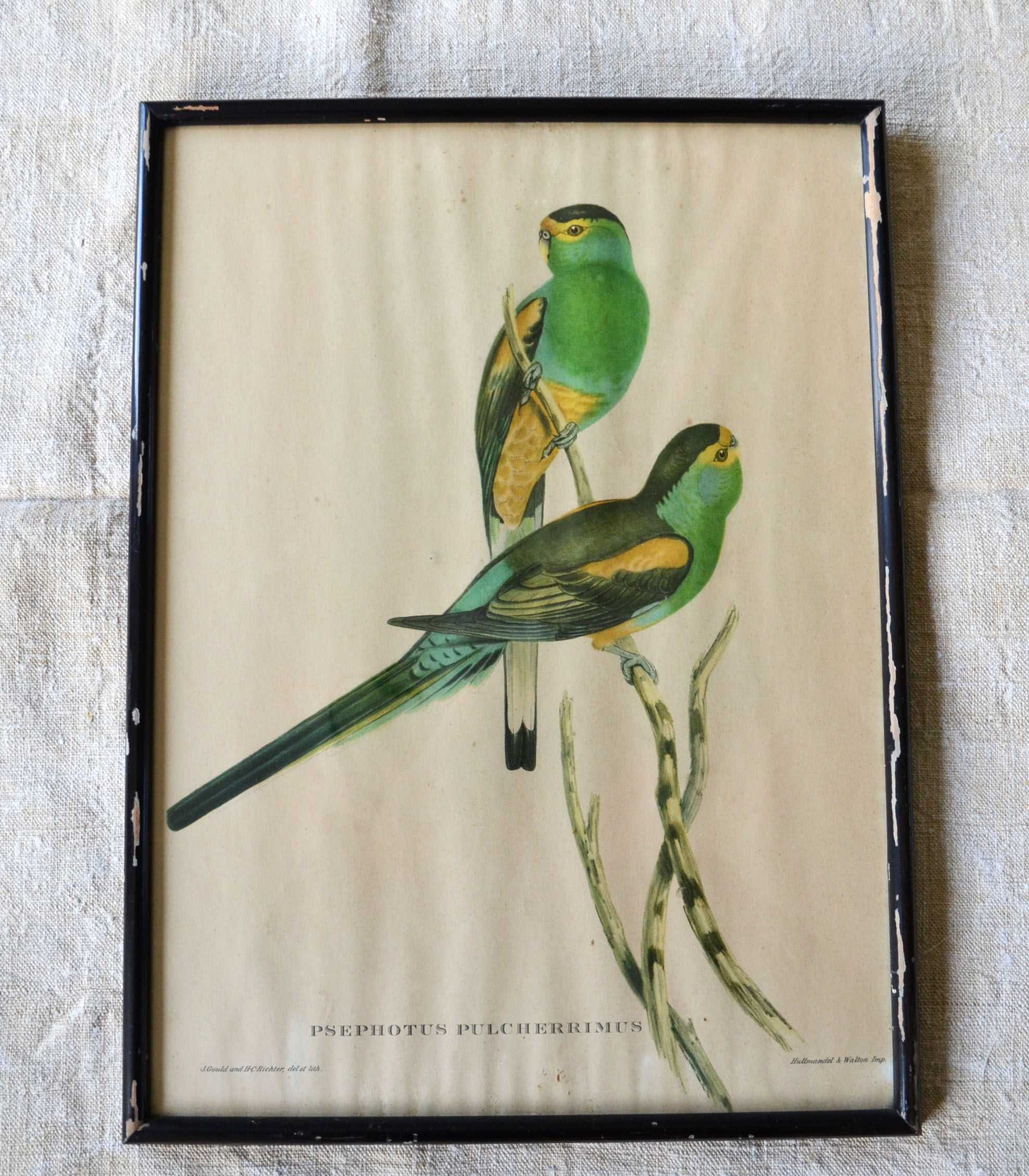 4 reproductions of naturalistic engravings exotic birds