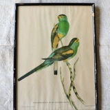 4 reproductions of naturalistic engravings exotic birds