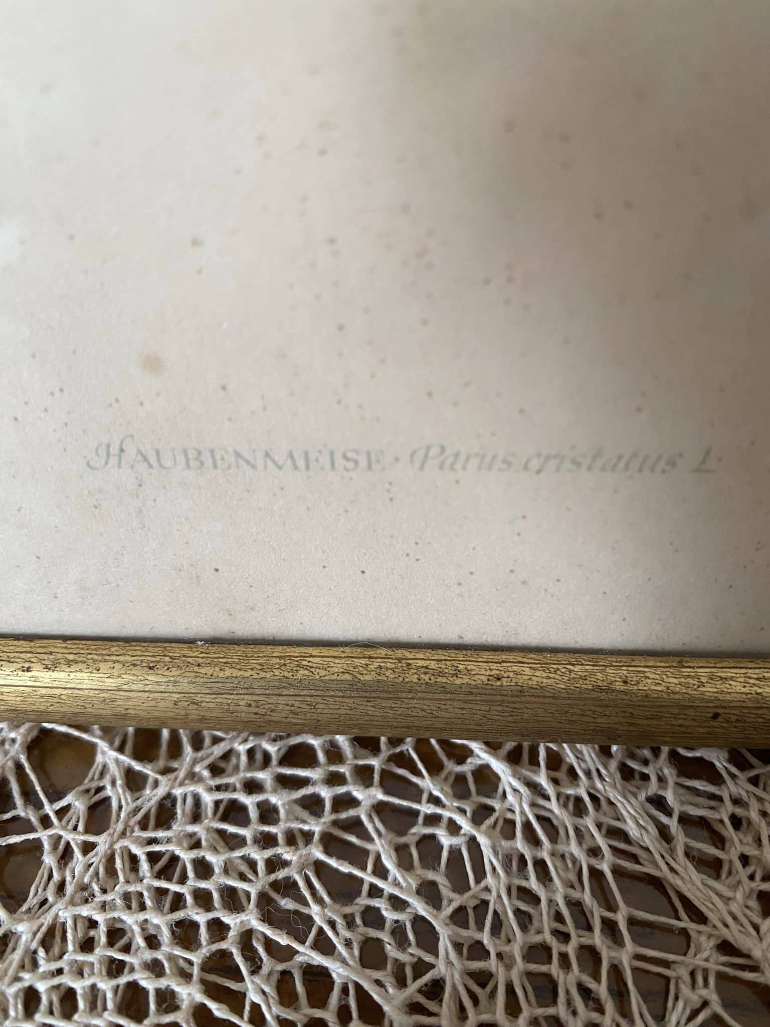 Duo of paintings signed Murr 1956 representing birds. Gilded wooden frame. Under glass.