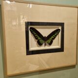 Butterfly entomology framework