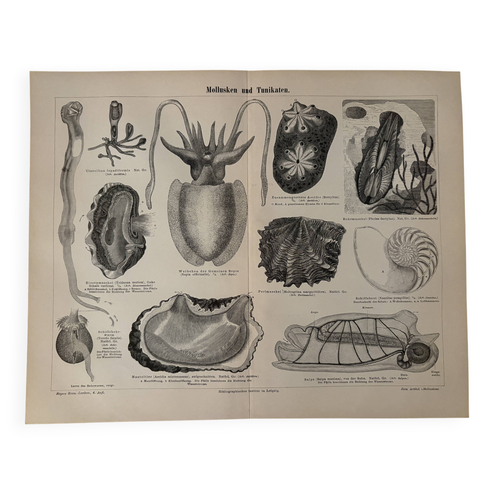 Lithograph engraving of mollusks and tunicates – 1890