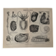 Lithograph engraving of mollusks and tunicates – 1890