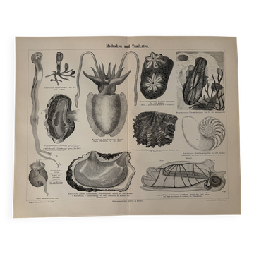 Lithograph engraving of mollusks and tunicates – 1890