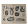 Lithograph engraving of mollusks and tunicates – 1890