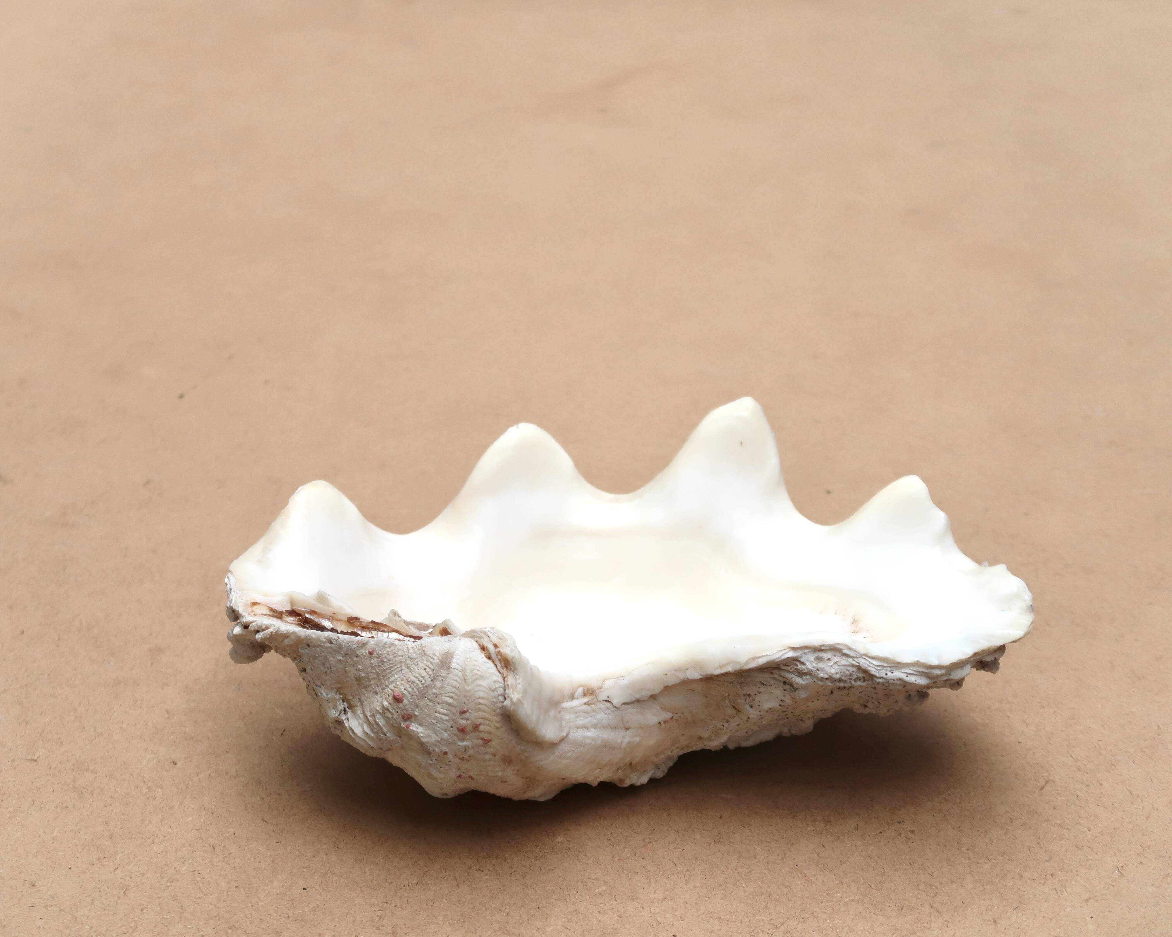 Natural white beige shell vide poche from the 1970s.