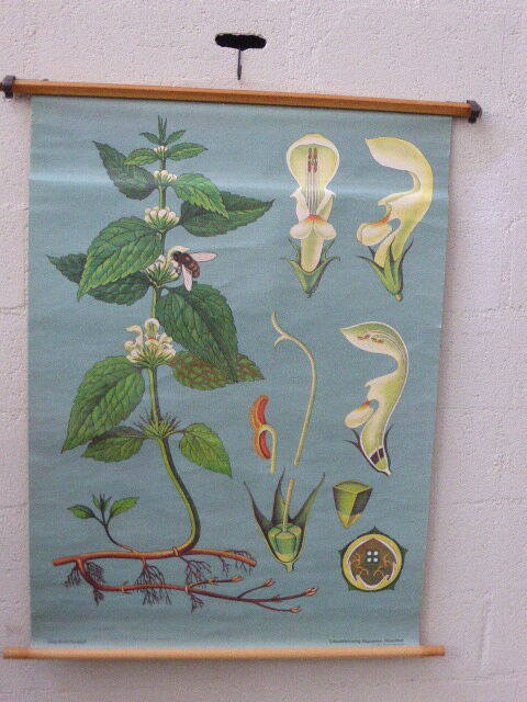 Botanical poster plant medicinal by Jung-Koch-Quentell, created in 1960, collector and vintage linen
