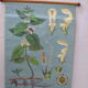 Botanical poster plant medicinal by Jung-Koch-Quentell, created in 1960, collector and vintage linen