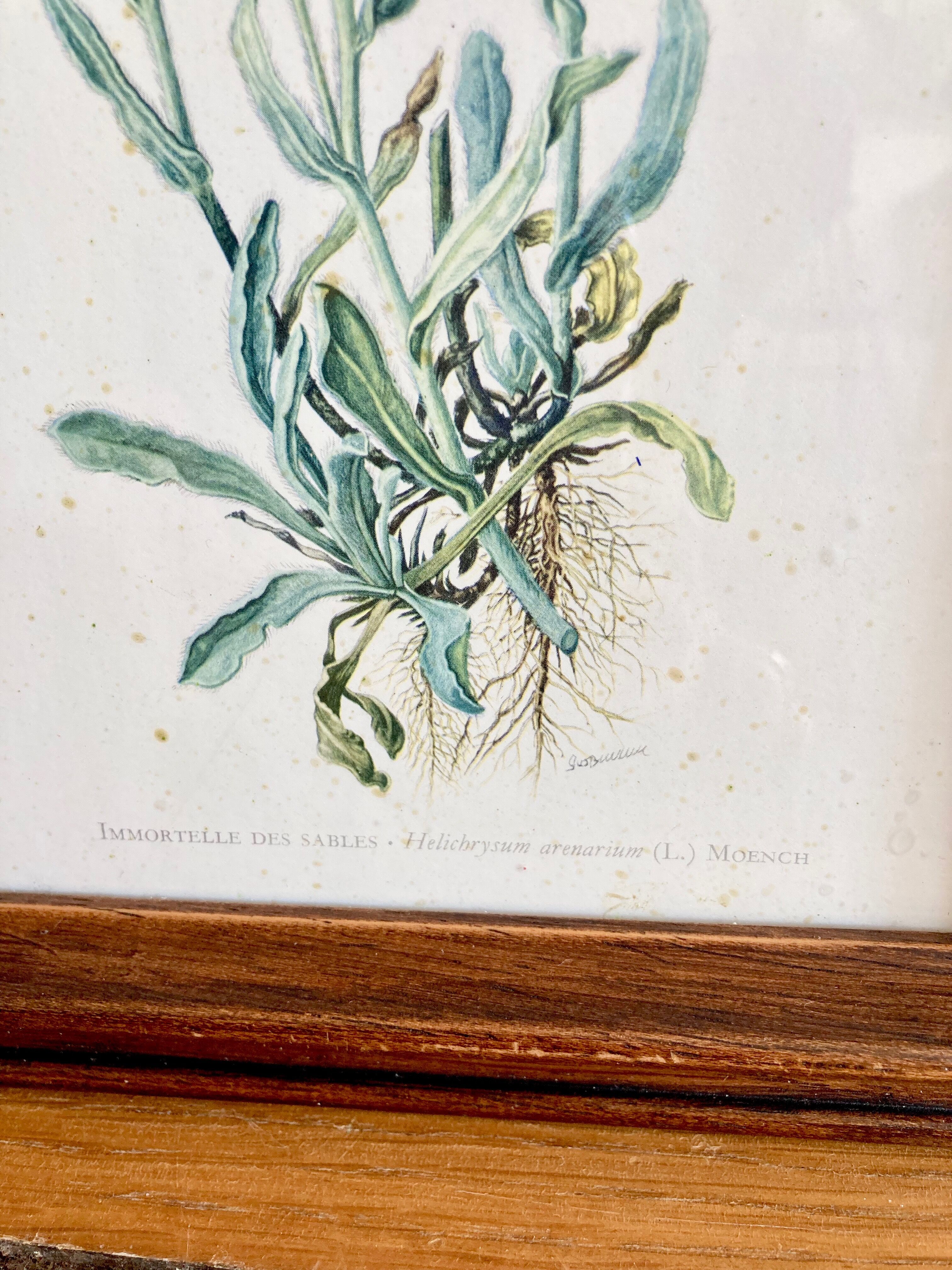 Pair of framed botanical posters