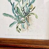Pair of framed botanical posters