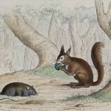 Original zoological board " rat, squirrel, mulot,... " - buffon 1840