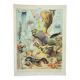 Antique engraving 1898, Ocean (fauna and flora), fish • Lithograph, original illustration°