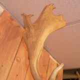 Naturalized deer hunting trophy head