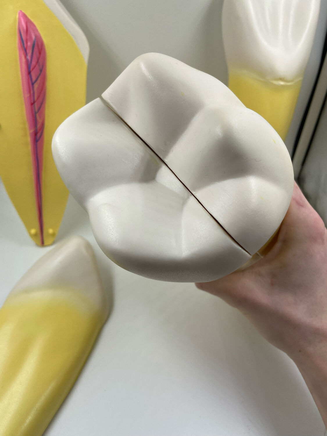 Large size dental model 3 tooth