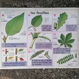 Old MDI poster "The leaves-The apple".