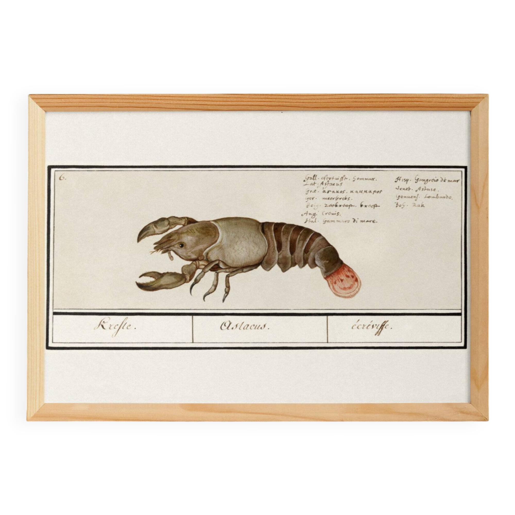 Small poster about lobster, after an old engraving from 1610.