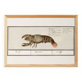 Small poster about lobster, after an old engraving from 1610.