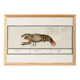 Small poster about lobster, after an old engraving from 1610.