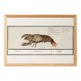 Small poster about lobster, after an old engraving from 1610.