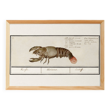 Small poster about lobster, after an old engraving from 1610.