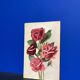 Old rose watercolor