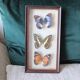 Cadre 3 papillons naturalisés vintage