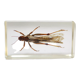 Insecte résine vintage