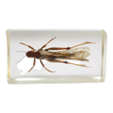 Vintage resin insect