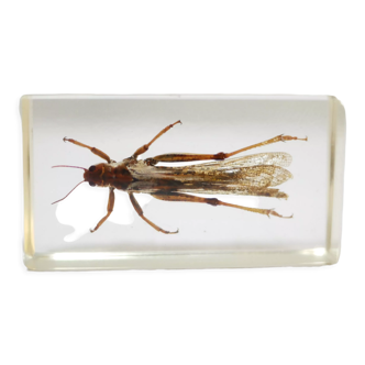 Vintage resin insect