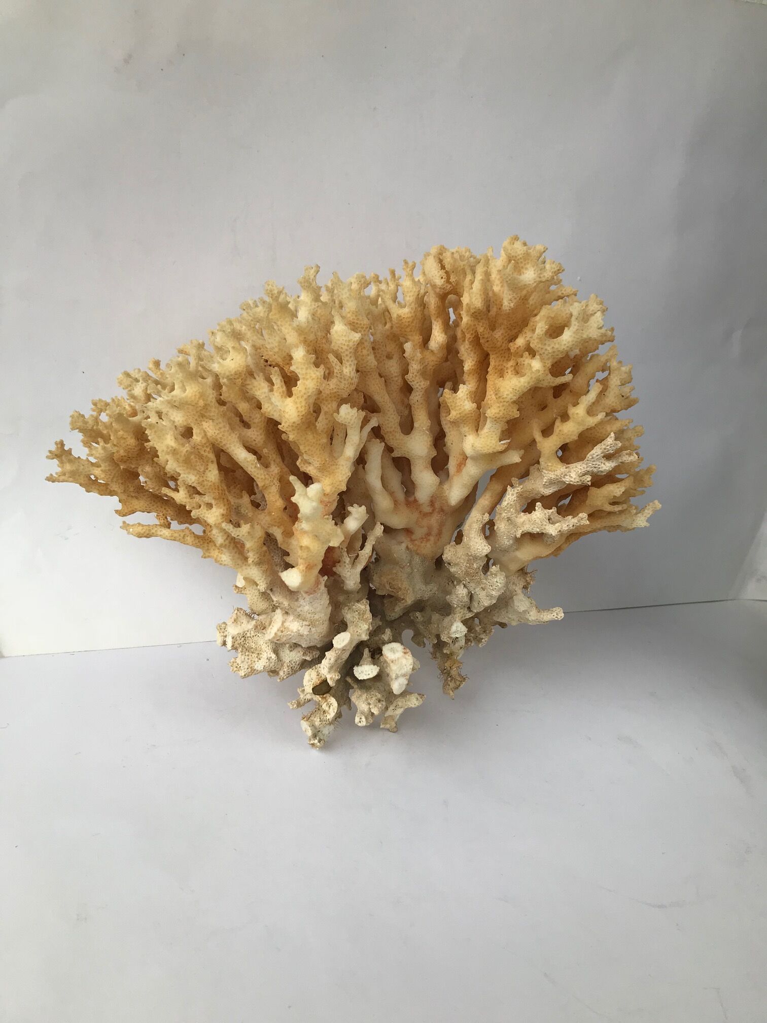 Big bush pacific coral