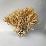 Big bush pacific coral