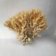Big bush pacific coral