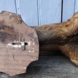 Deer hunting trophy