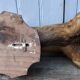 Deer hunting trophy