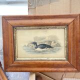 Bird lithographs