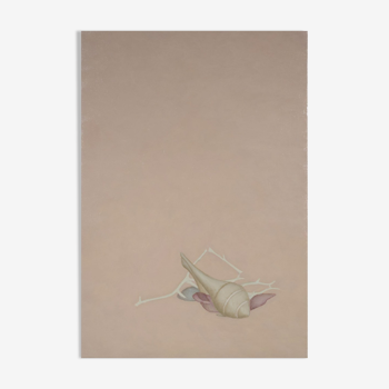 Variation in beige on a shell by Deborah Hanson Murphy