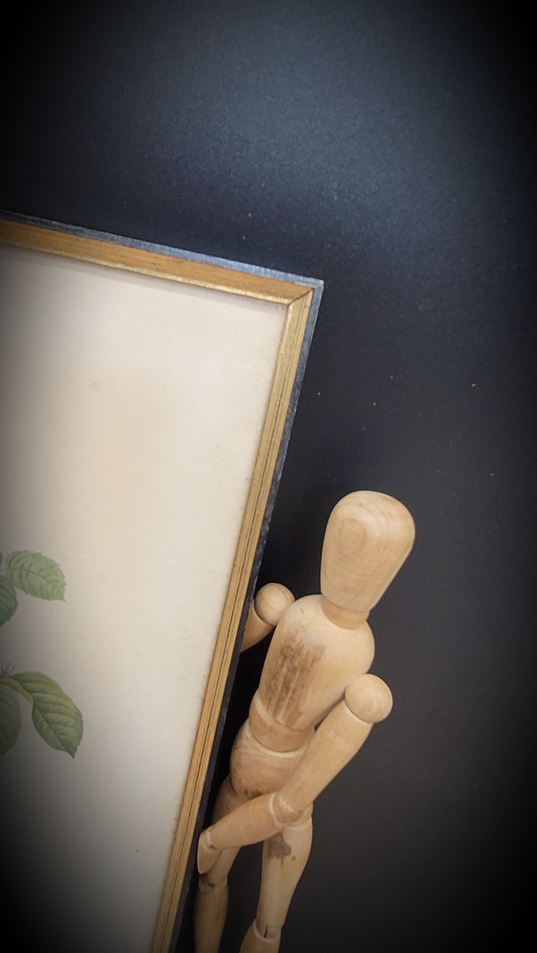 Lithograph rose one hundred leaf cristata