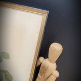 Lithograph rose one hundred leaf cristata