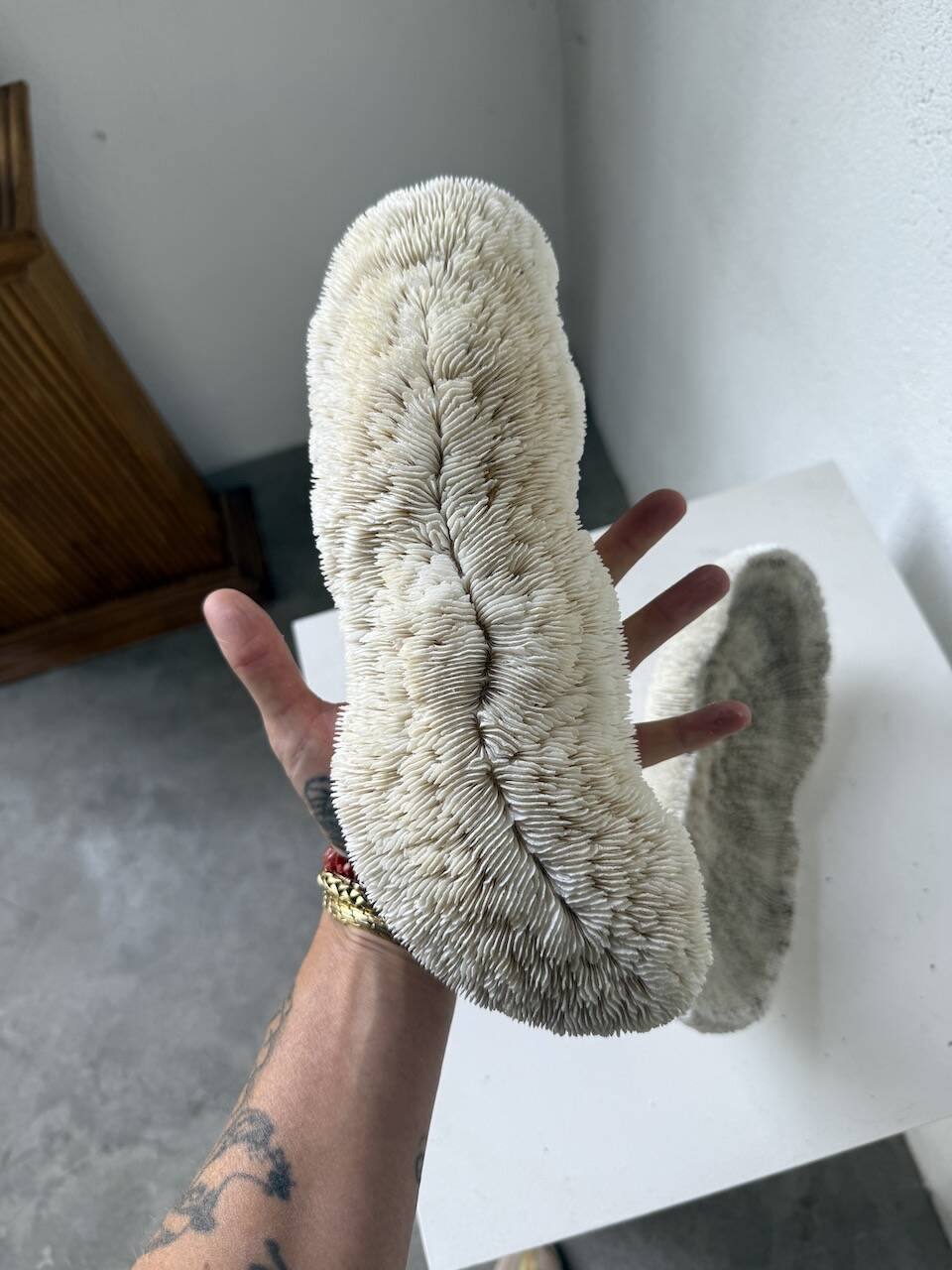 Pair of Fungia "shark cushion" corals