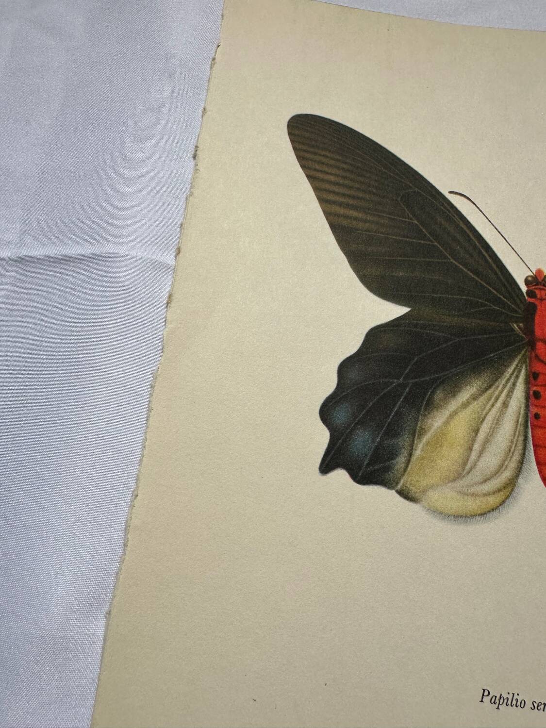 Antique butterfly engraving vintage botanical plate naturalist etching