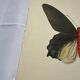 Old butterfly engraving vintage botanical plate etching naturalist
