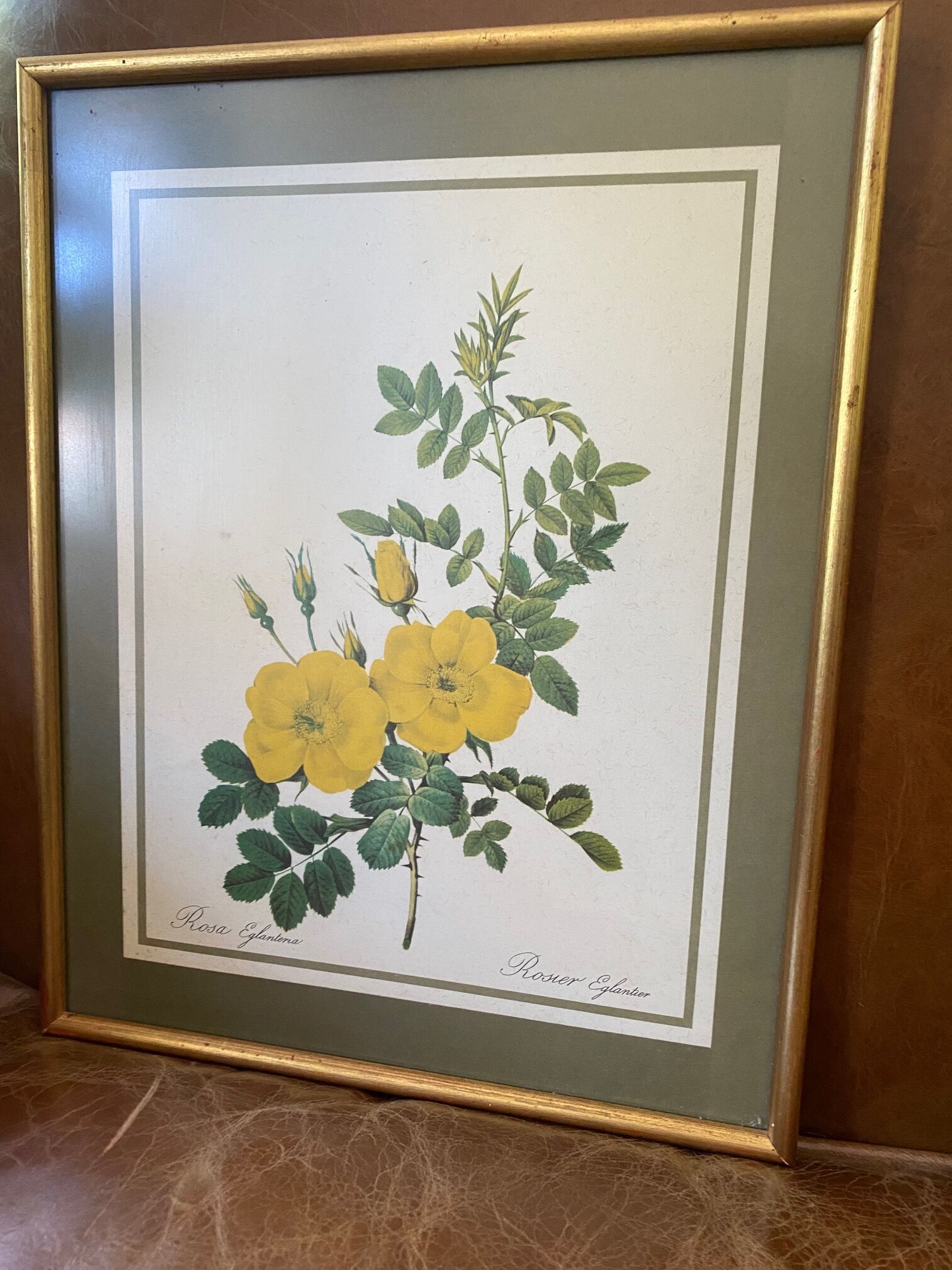 Botanical square paintings: Rosa Eglantera