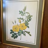 Botanical square paintings: Rosa Eglantera