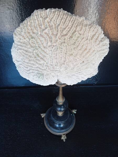Cabinet of Curiosities 36cm coral brain of Neptune on base
