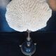 Cabinet of Curiosities 36cm coral brain of Neptune on base