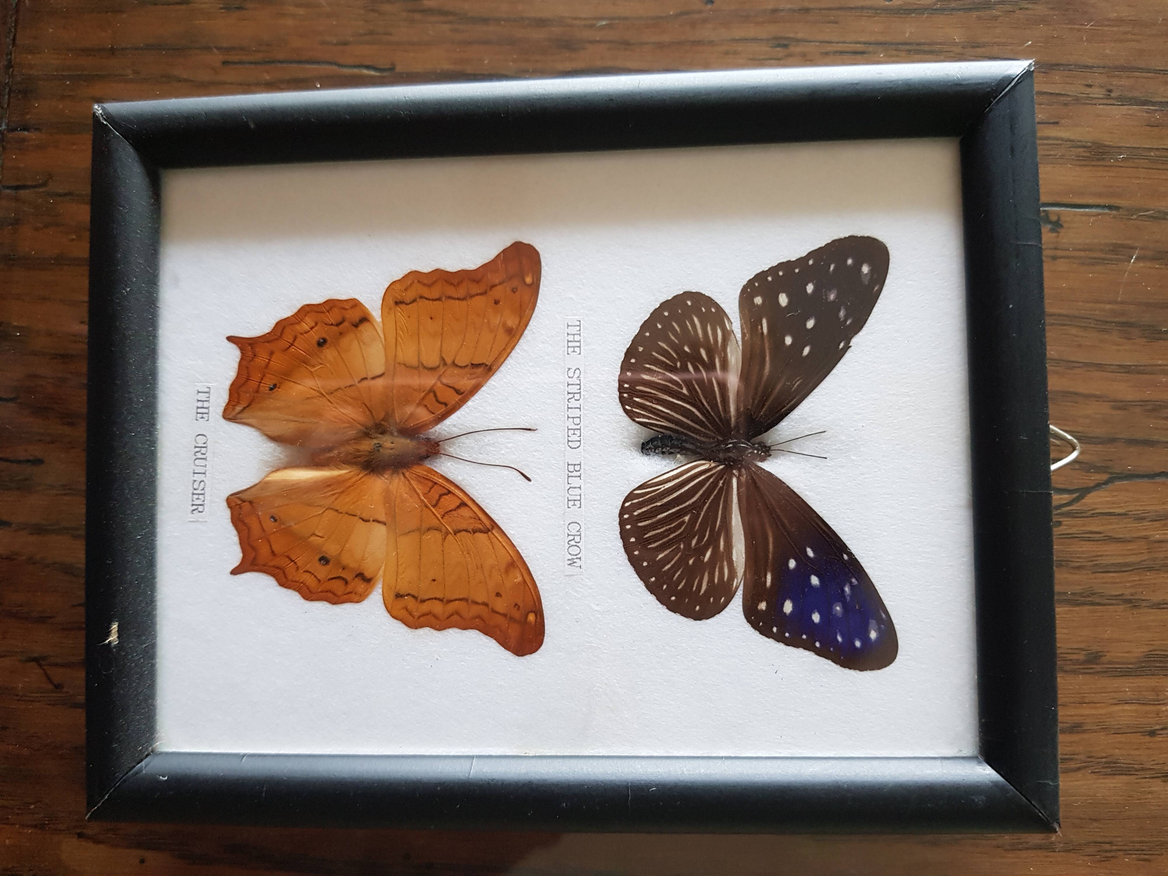 Framed naturalized butterflies