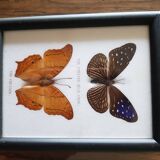 Framed naturalized butterflies