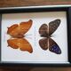 Framed naturalized butterflies