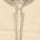SAINT LOUIS 6 RHINE ROEMER WINE GLASSES SHAPE 229 DOUBLE CRYSTAL - 19.5 c