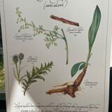 Botanical board "Tisane aperitif (alcohol-free)"