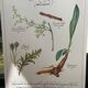 Planche botanique "Tisane apéritive (sans alcool)"
